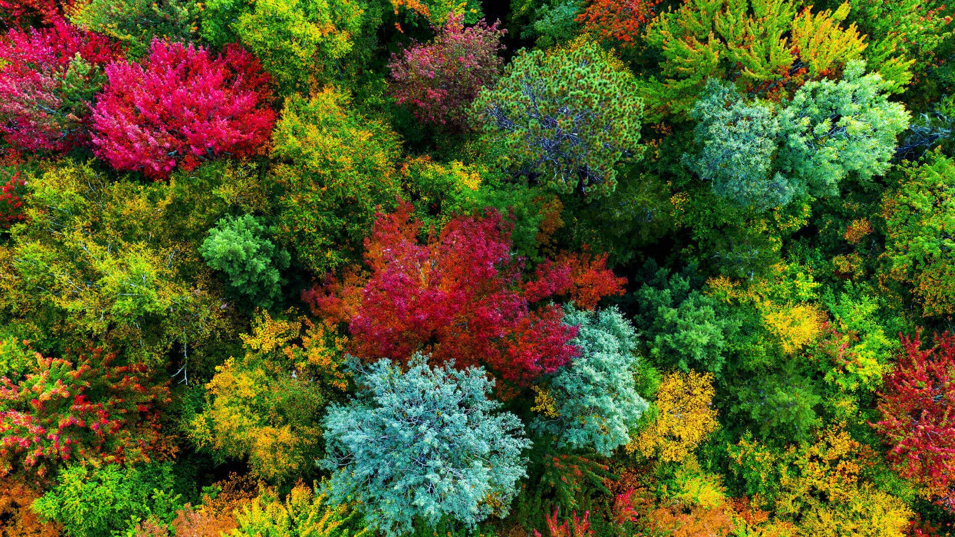 15 benq short throw projector